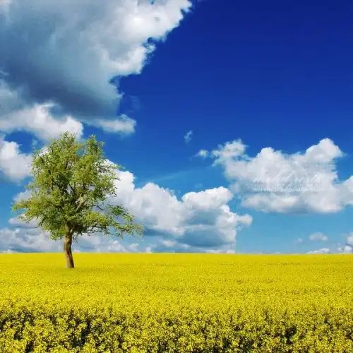 Соляночка =З