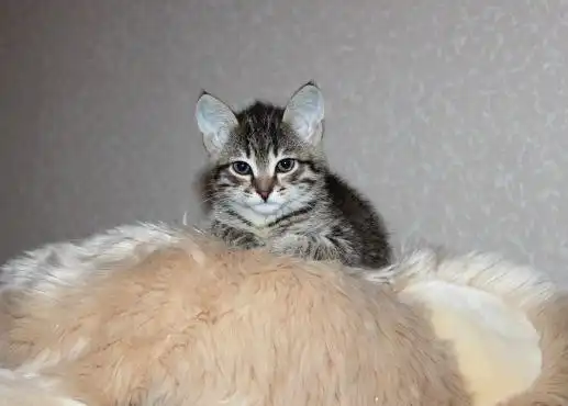 Двое замечательных котят