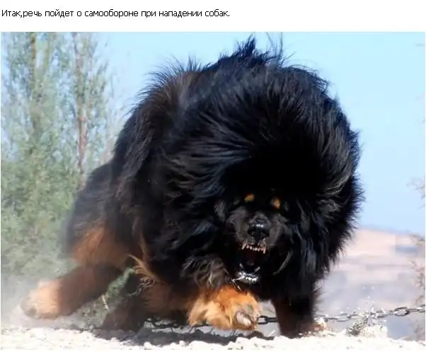 Как спастись от нападения собаки