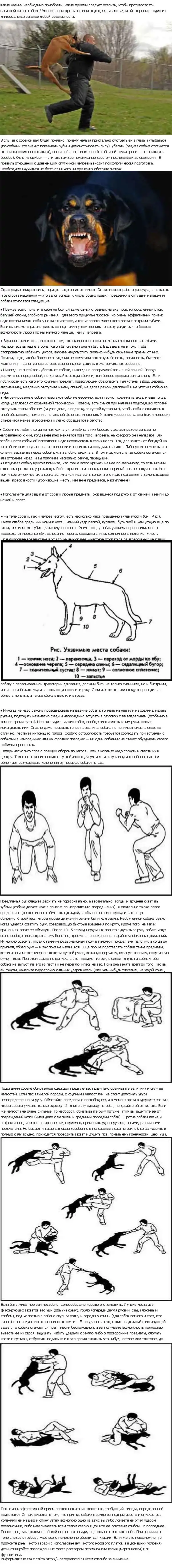 Как спастись от нападения собаки