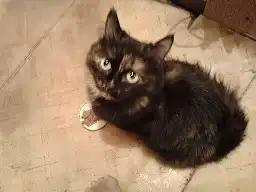 В районе Фрунзе-Тверская найдена черепаховая кошка.