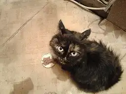 В районе Фрунзе-Тверская найдена черепаховая кошка.