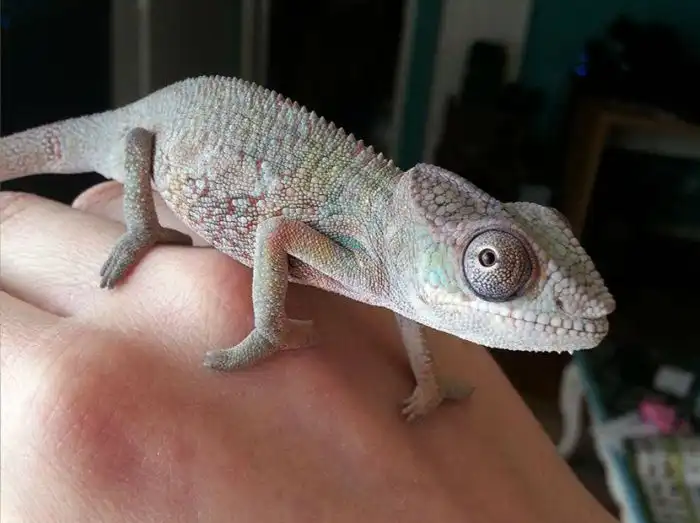 Домашний хамелеон Йоши