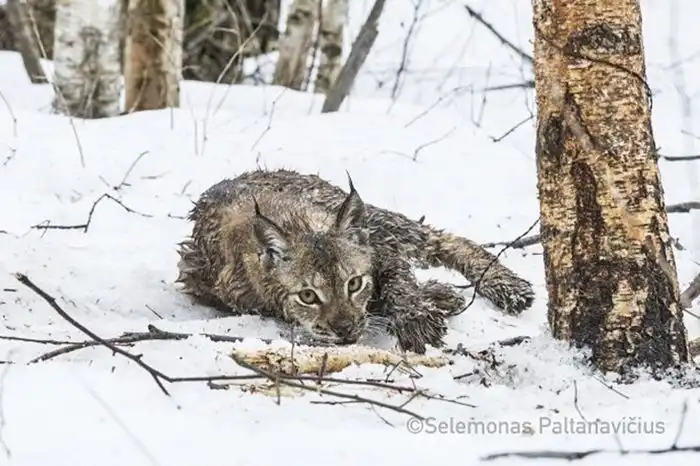 Добровольцы спасли рысь из браконьерской петли