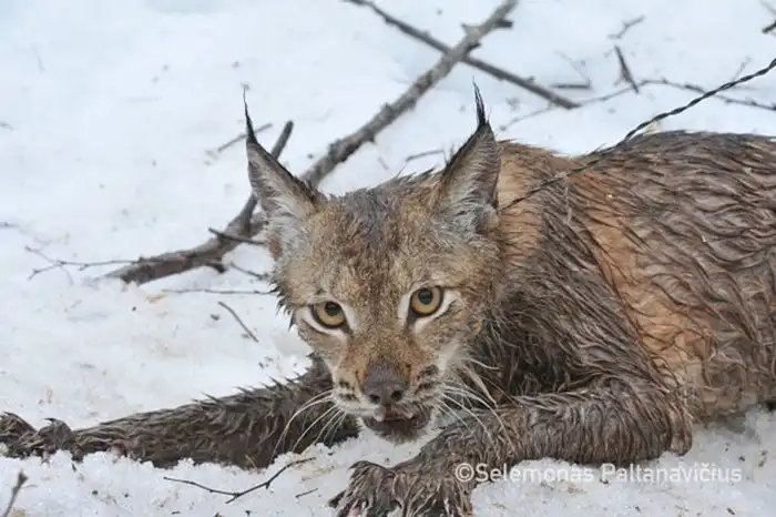 Добровольцы спасли рысь из браконьерской петли