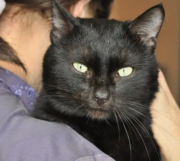 Отдам в добрые руки кота Сумрака