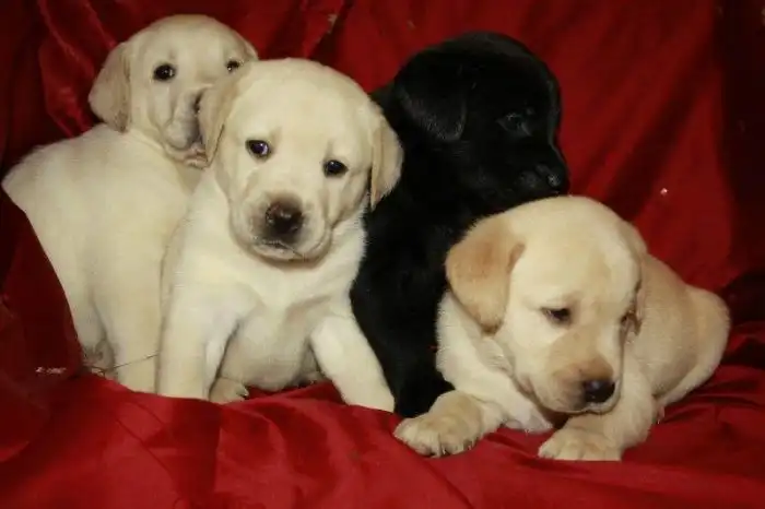 Почему не стоит держать лабрадора в квартире