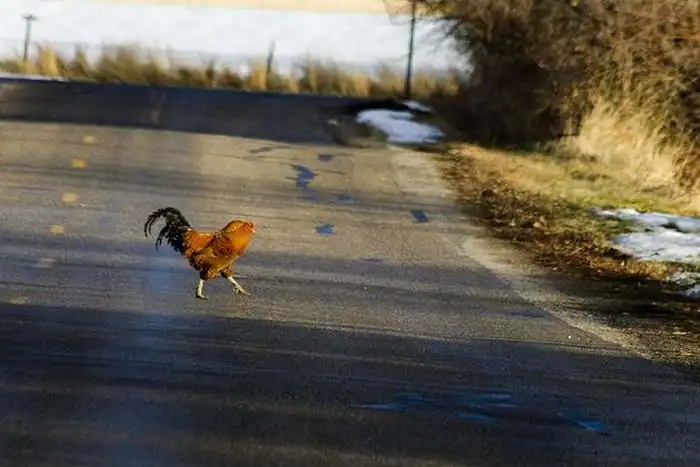 Самые парадоксальные автомобильные законы в США