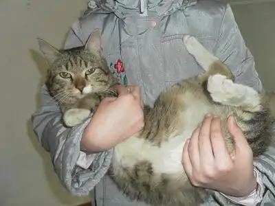 Найден кот!