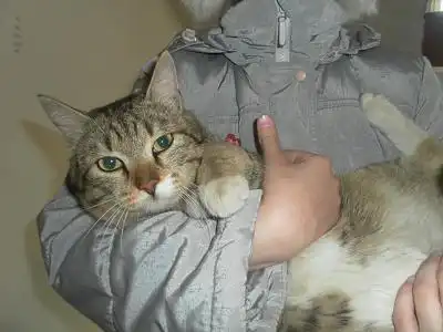 Найден кот!