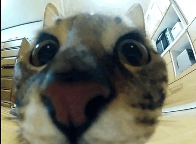 Прикольные гифки про котэ