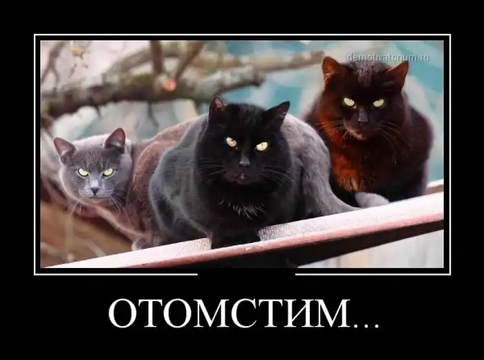 Картинки в черной рамке