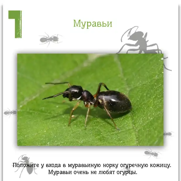 Полезные бытовые советы