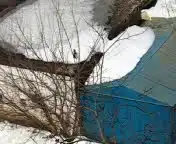 Весеннее безумие