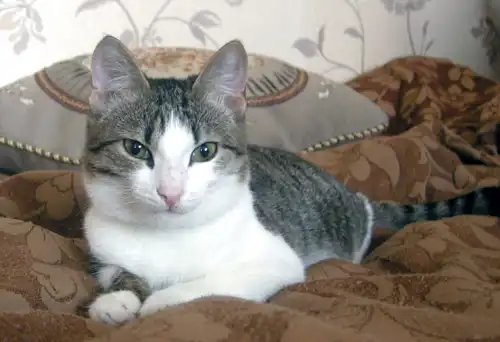 Отдам молодого котика!!!