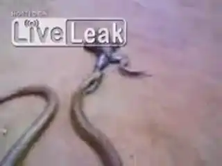 ММА в дикой природе