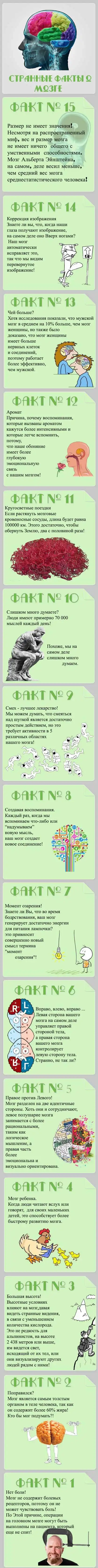 Интересные факты о человеческом мозге