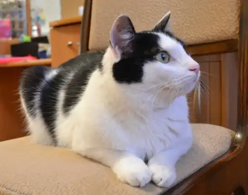 Отдам в добрые руки кота Яшу