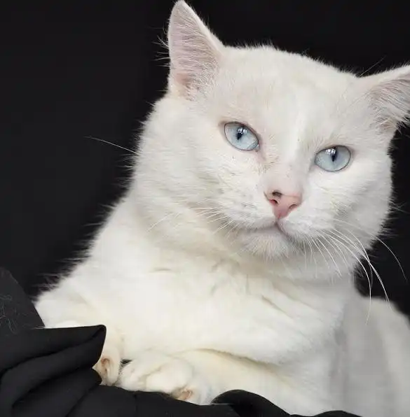 Отдам в добрые руки кота Айсберга