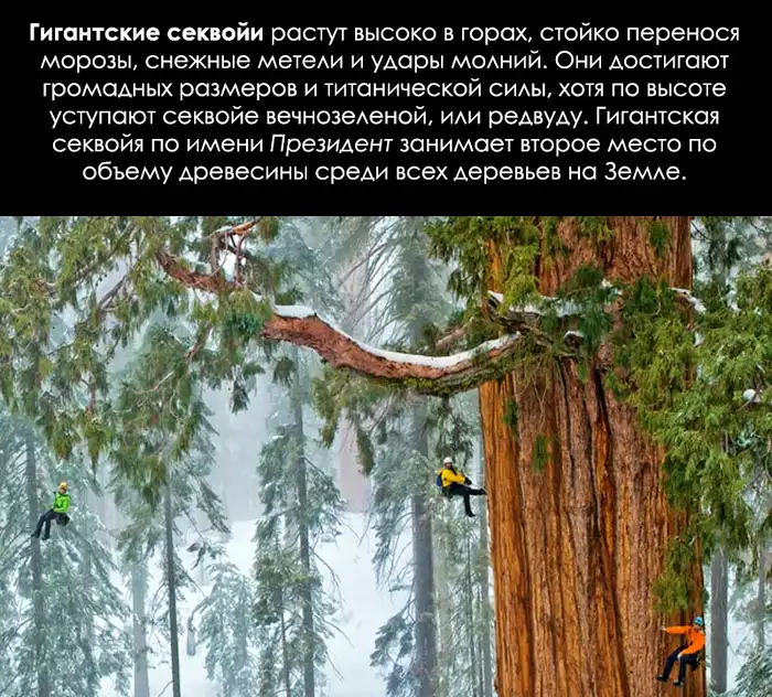 Лесные исполины