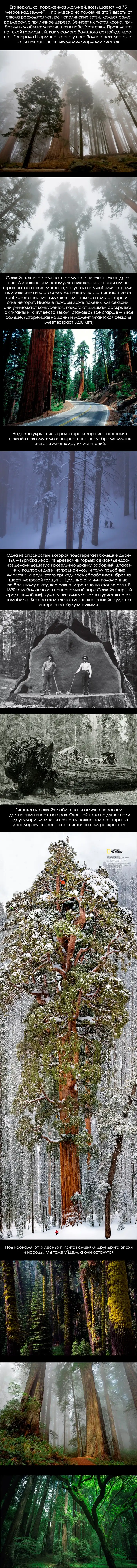 Лесные исполины