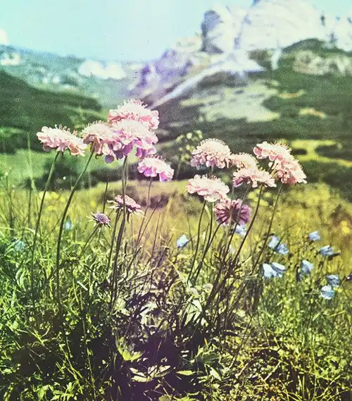 Соляночка =З