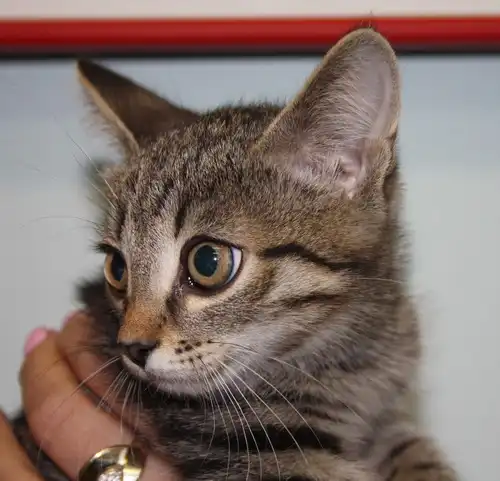 Полосатики