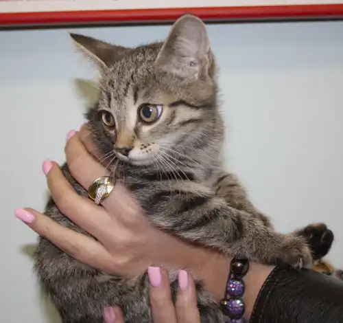 Полосатики