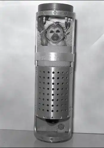 Животные в космосе