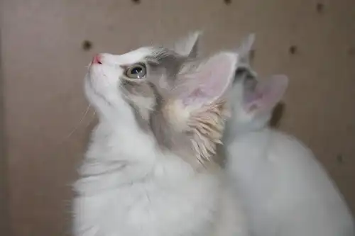 Котята-девчонки