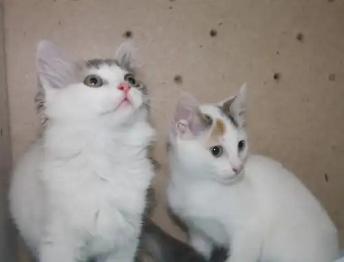 Котята-девчонки