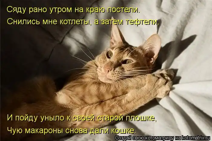 Лучшие котоматрицы недели