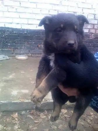 Щенки для охраны и души