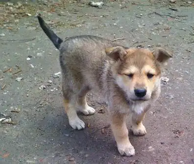 Щенки для охраны и души