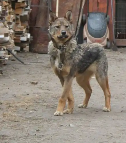 Сторожевые песики ищут дом!
