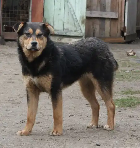 Унтики ищут семью