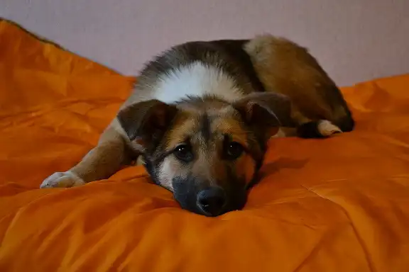 Шикарная 6-месячная собака-подросток ищет себе заботливых и любящих хозяев)