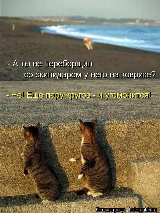 Лучшие котоматрицы недели
