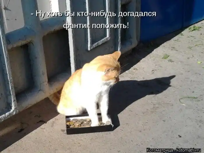 Лучшие котоматрицы недели