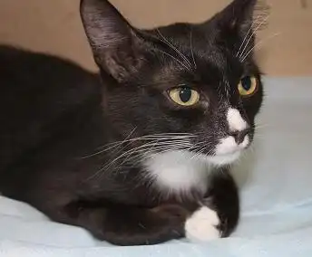 Отдам молодую кошечку