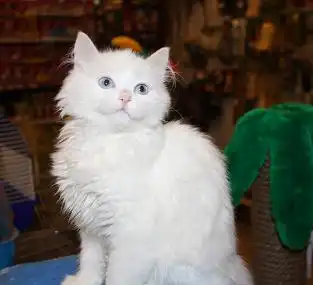 Отдам котенка