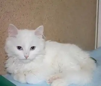 Отдам котенка