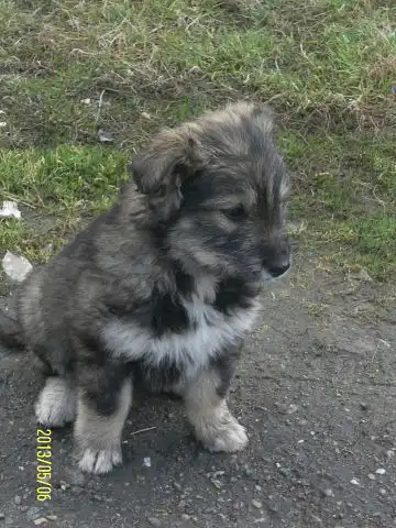 Очаровательные щеночки ищут заботливых хозяев.