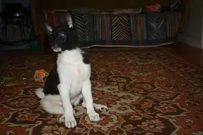 Найден щенок