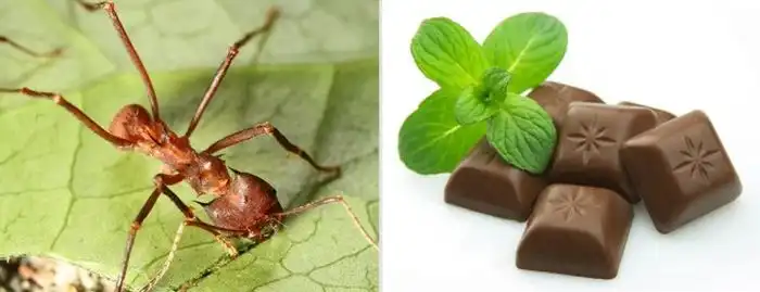 Питание разных стран мира не для брезгливых людей