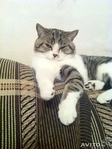 Отдам британского котика в добрые руки!