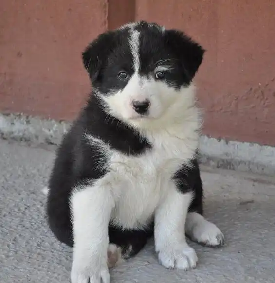 Щенки-крепыши, возраст 1,5 месяца в добрые руки.