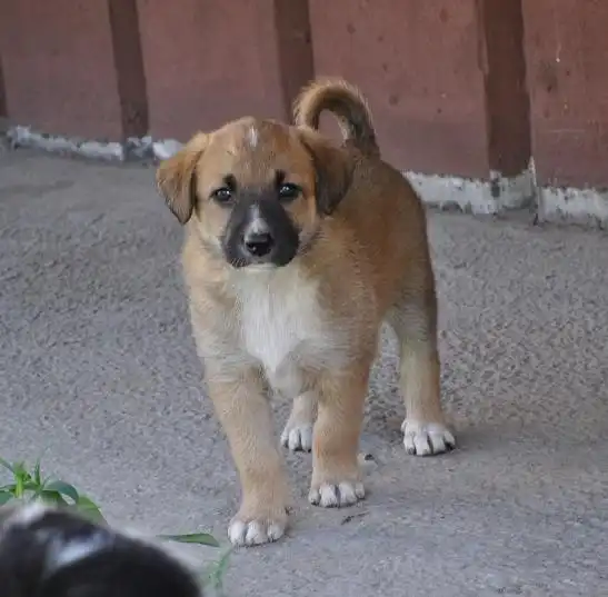 Щенки-крепыши, возраст 1,5 месяца в добрые руки.