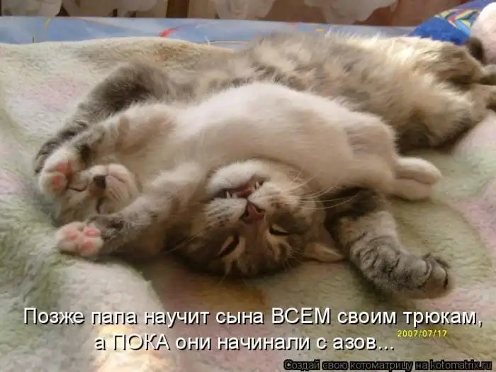 Лучшие котоматрицы недели