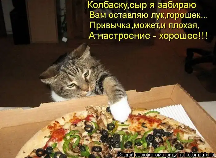 Лучшие котоматрицы недели